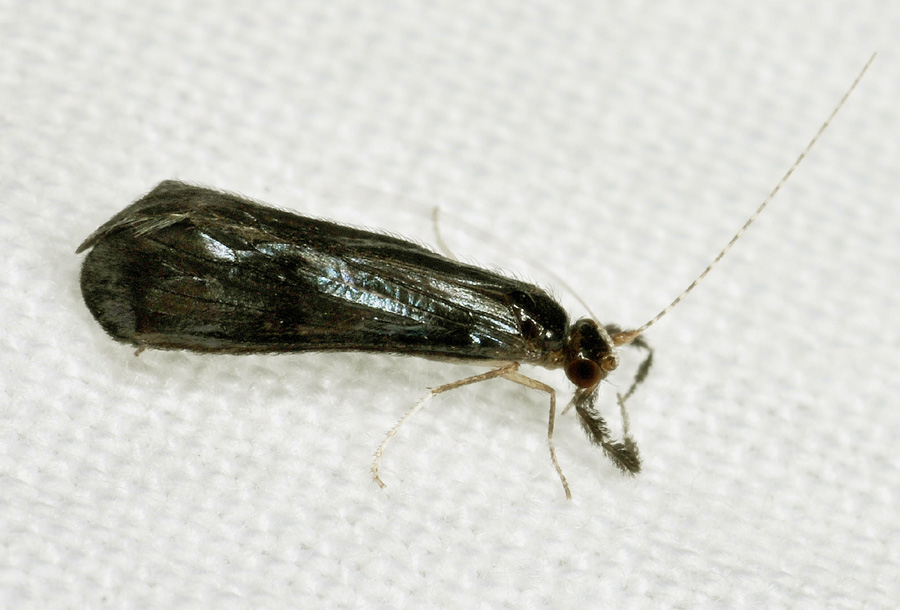 Leptoceridae:  Mystacides sp.